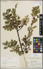 Foto von Salix myrsinifolia Salisb.
